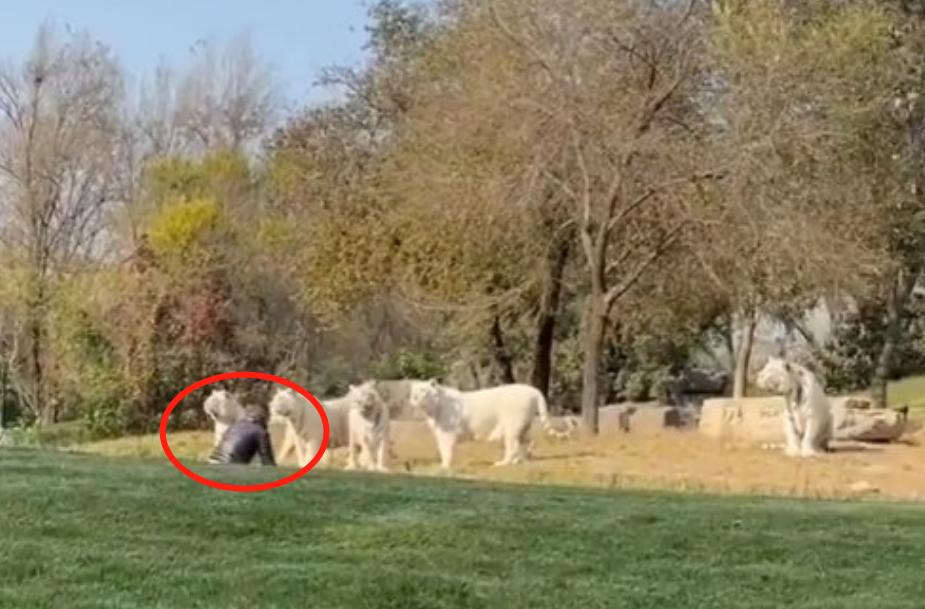 （图片来源网络）